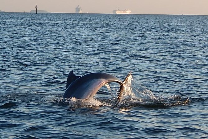 1.5-hour Dolphin Sightseeing Cruise from Tampa - What This Tampa Bay Cruise Is Really Like