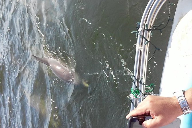 1.5-hour Dolphin Sightseeing Cruise from Tampa - Why the Dolphin Sightings Can Be So Good