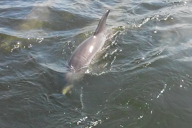 1.5-hour Dolphin Sightseeing Cruise from Tampa - Price and Overall Value at $30.77