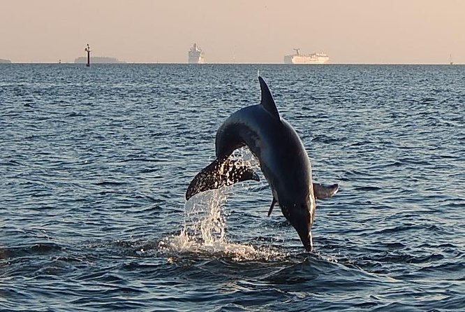 1.5-hour Dolphin Sightseeing Cruise from Tampa - Tampa Views You Miss From Dry Land