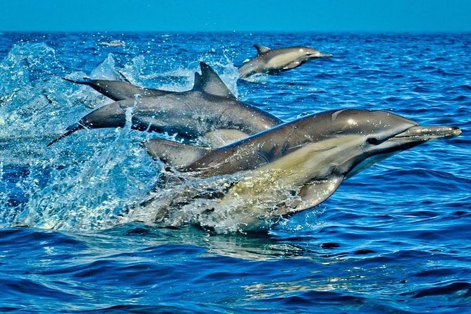 1 Day Wasini Dolphin Tour - Why this southern coast trip is worth considering