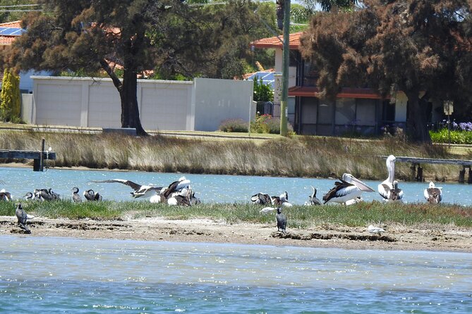 1 Hour Deluxe Scenic Dolphin Cruise - Why this short Mandurah cruise works
