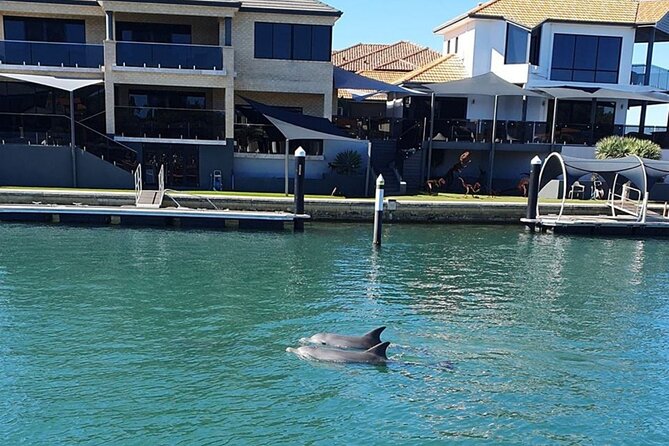 1 Hour Deluxe Scenic Dolphin Cruise - Dolphin watching: enjoy the search, not just the result
