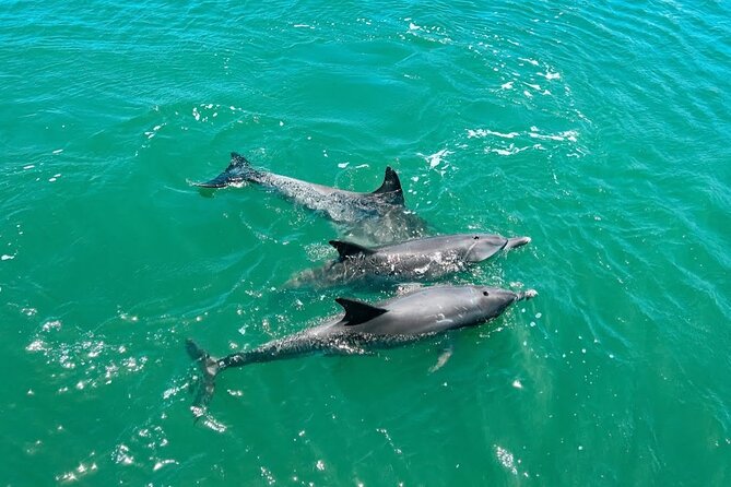 1 Hour Deluxe Scenic Dolphin Cruise - Through the Mandurah canals and past million-dollar homes