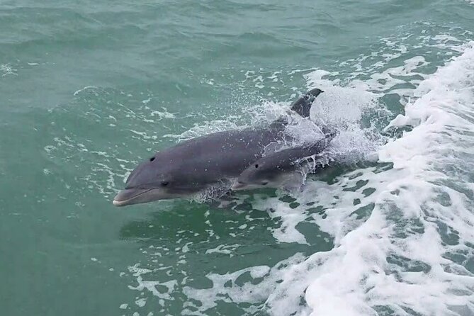 1 Hour Dolphin Dash - The US Coast Guard Station And Other Sights