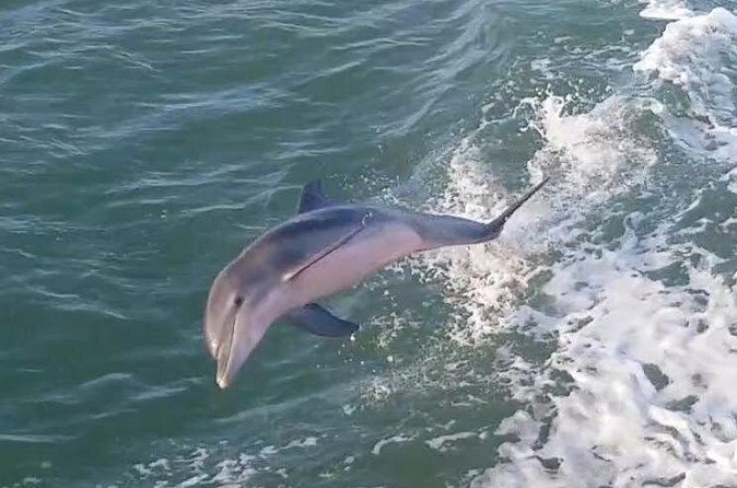 1 Hour Dolphin Dash - Afternoon Timing And What To Wear