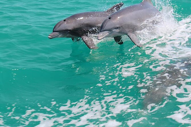 1-hour Dolphin Sightseeing Adventure Cruise from Madeira Beach - The Dolphin Search: Exciting When Nature Cooperates
