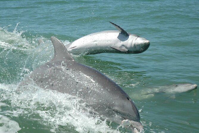 1-hour Dolphin Sightseeing Adventure Cruise from Madeira Beach - A One-Hour Schedule That Works for Families