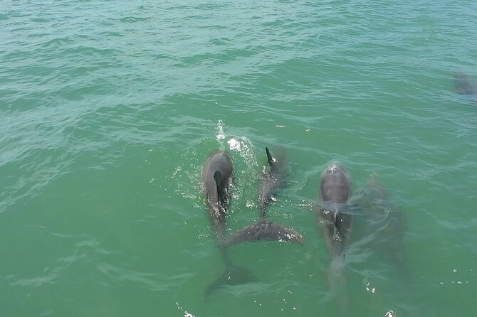 1-hour Dolphin Sightseeing Adventure Cruise from Madeira Beach - What You Can Buy and What You Need to Bring