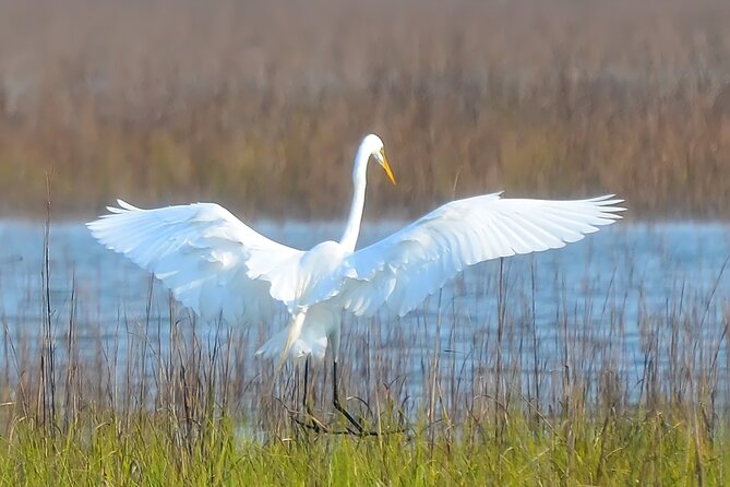 1 Hour Private Dolphin Tour Hilton Head Island - Key points at a glance