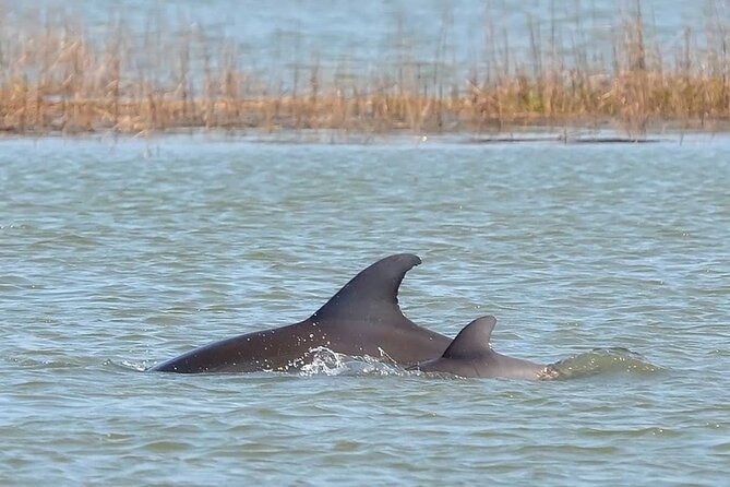 1 Hour Private Dolphin Tour Hilton Head Island - A one-hour introduction to Broad Creek
