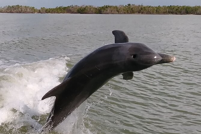 10,000 Islands Boat Excursion - 3.5-Hour Dolphins & Shelling Tour - What this 10,000 Islands boat tour is really like