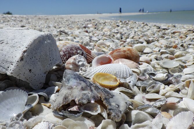 10,000 Islands Boat Excursion - 3.5-Hour Dolphins & Shelling Tour - Goodland is the right starting point