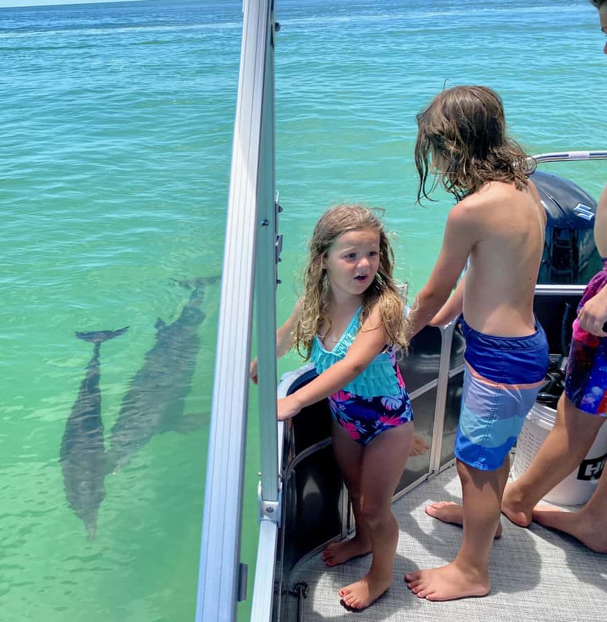 2.5 Hour Shell Key Island Adventure - Dolphins And Shells - Should you book the Shell Key Island Adventure?