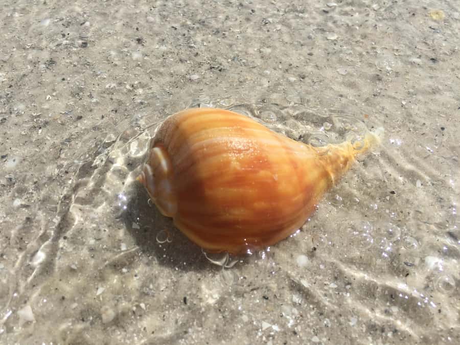 2.5 Hour Shell Key Island Adventure - Dolphins And Shells - Mangroves, estuaries, and Florida wildlife