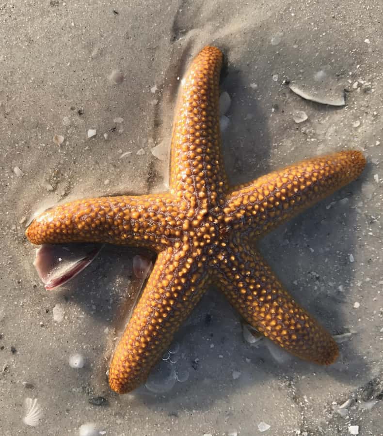 2.5 Hour Shell Key Island Adventure - Dolphins And Shells - What the ocean views add to the experience