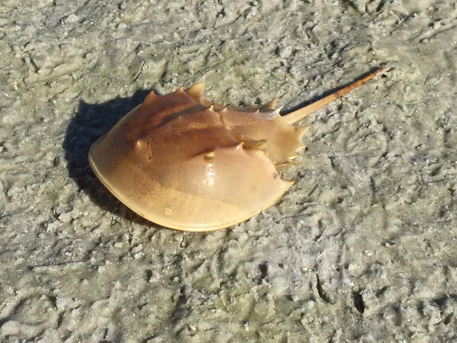 2.5 Hour Shell Key Island Adventure - Dolphins And Shells - Is $69 a fair price for 150 minutes?