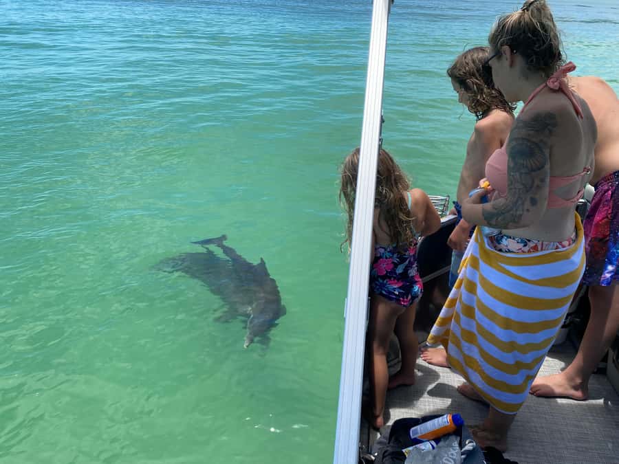 2.5 Hour Shell Key Island Adventure - Dolphins And Shells - Who will enjoy this Shell Key adventure?