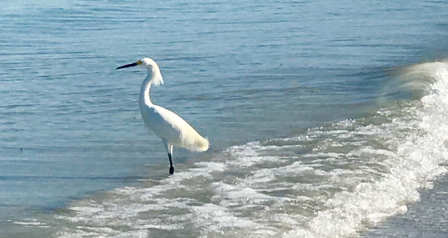 2.5 Hour Shell Key Island Adventure - Dolphins And Shells - Practical preparation for the 150-minute outing
