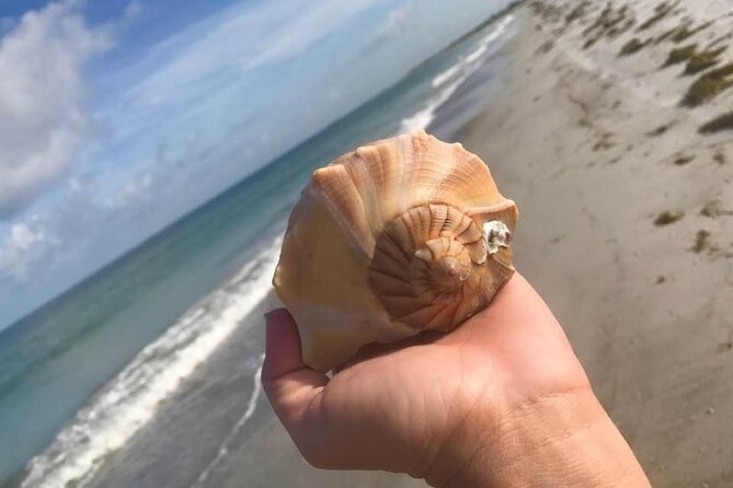 2.5 Hour Shell Key Island Adventure Including Dolphins And Shells - Key points at a glance
