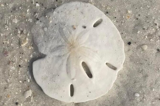 2.5 Hour Shell Key Island Adventure Including Dolphins And Shells - Setting off from Gulfport for a short island trip