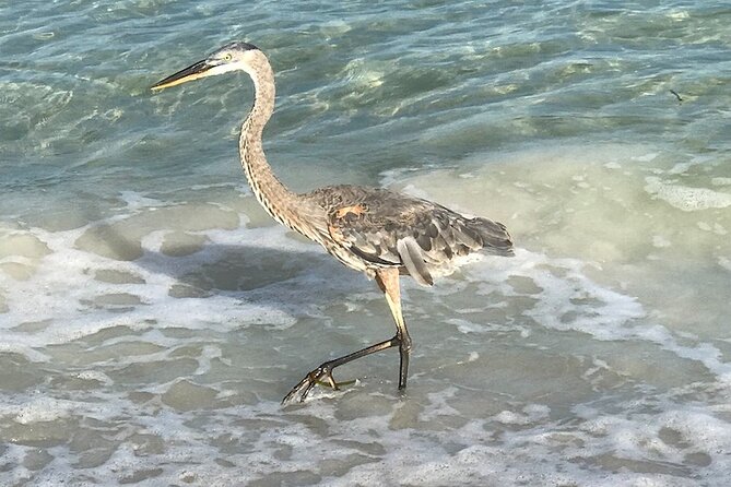 2.5 Hour Shell Key Island Adventure Including Dolphins And Shells - What shelling is really like