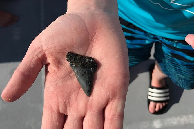 2.5 Hour Shell Key Island Adventure Including Dolphins And Shells - The captains make the difference