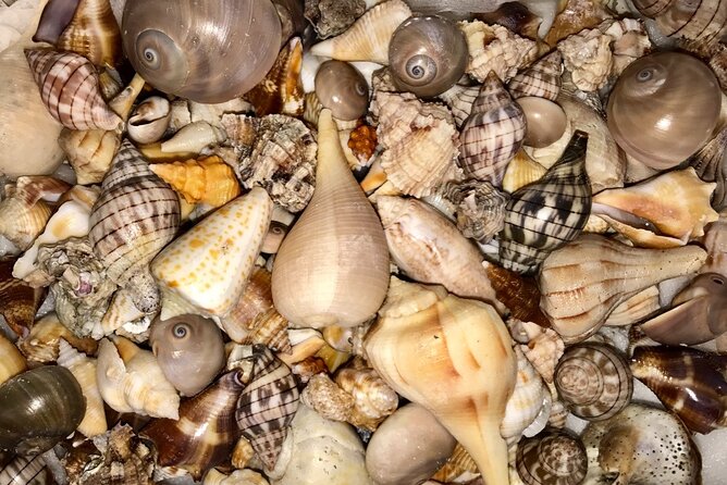 2.5 Hour Shell Key Island Adventure Including Dolphins And Shells - Price, group size, and what you receive for $59