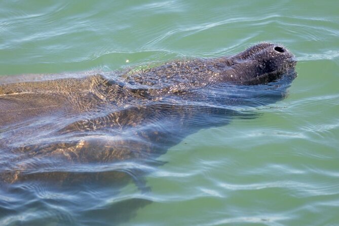 2.5 Hour Shell Key Island Adventure Including Dolphins And Shells - Weather, comfort, and practical planning