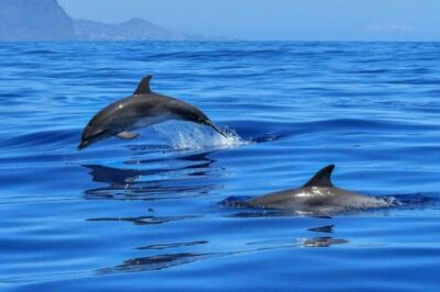 2.5 Hours Sunset Boat Tour in Search of Dolphins