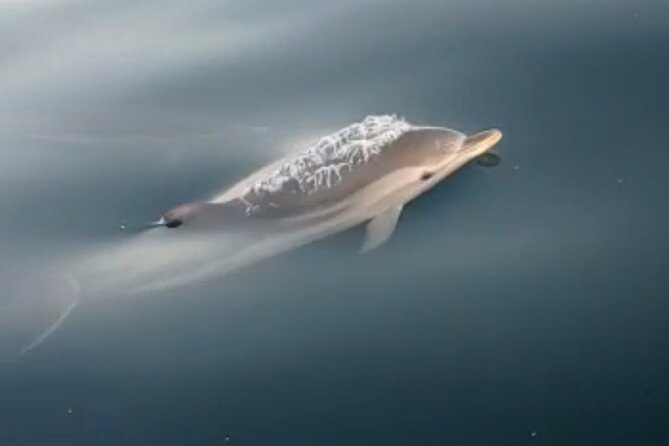 2.5 Hours Sunset Boat Tour in Search of Dolphins - What the crew adds to the experience