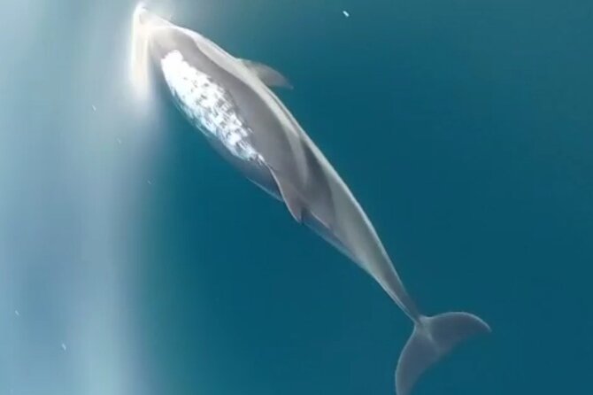 2.5 Hours Sunset Boat Tour in Search of Dolphins - Practical details before you book