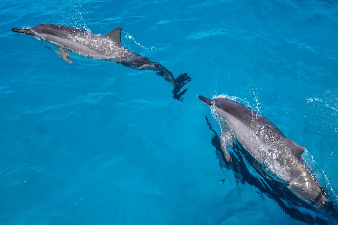 2 Hour Big Island Dolphin Watching and Sea Turtle Snorkel Tour - Starting at 74-380 Kealakehe Parkway