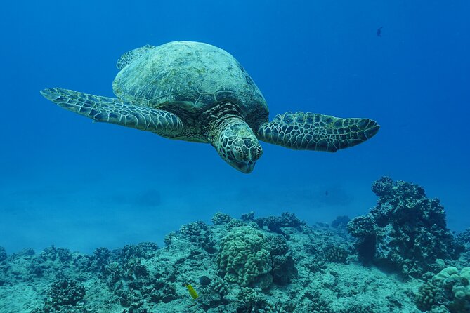 2 Hour Big Island Dolphin Watching and Sea Turtle Snorkel Tour - What the Two Hours Feel Like