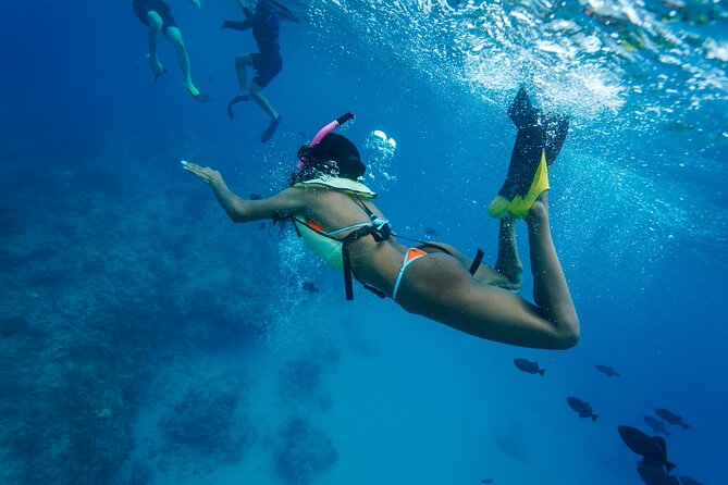 2 Hour Big Island Dolphin Watching and Sea Turtle Snorkel Tour - Gear, Snacks, and the BYOB Rule