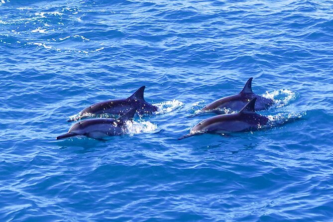 2 Hour Big Island Dolphin Watching and Sea Turtle Snorkel Tour - Is 30 People Too Many?
