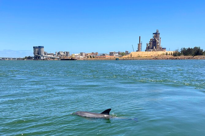 2-Hour Dolphin and Maritime Cruise in Port Adelaide - Watching for dolphins in the Adelaide Dolphin Sanctuary