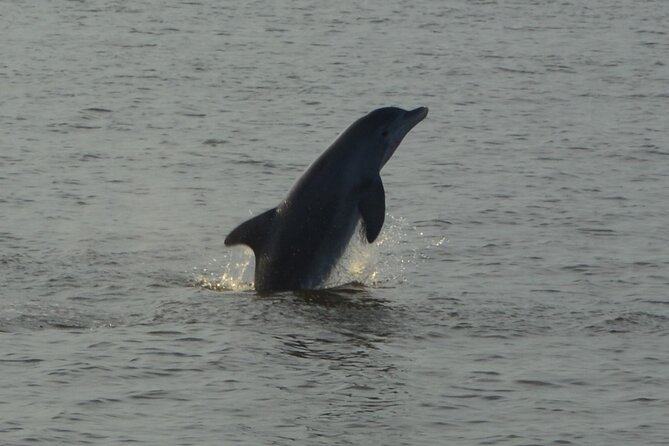 2-Hour Dolphin and Nature Eco Tour from Orange Beach - The Explorer’s shallow-water advantage