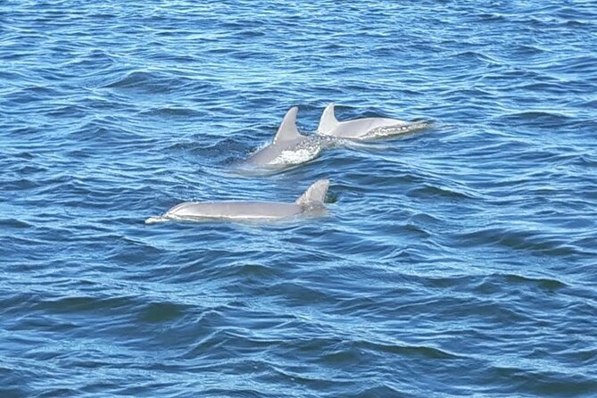 2-Hour Dolphin and Nature Eco Tour from Orange Beach - Crew service, drinks, and the overall mood