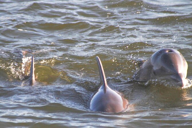 2-Hour Dolphin and Nature Eco Tour from Orange Beach - Following the dolphin pod through narrow creeks