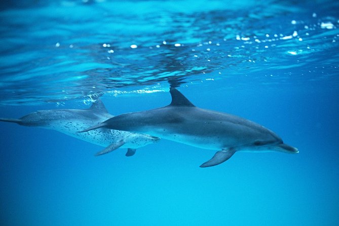 2-Hour Dolphin and Whale Watching in Gran Canaria - Finding a good place on Lineas Salmón