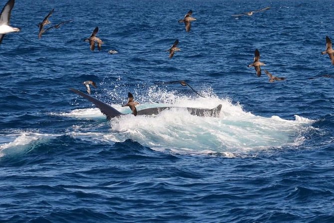 2-Hour Dolphin and Whale Watching in Gran Canaria - The crew and the wildlife information