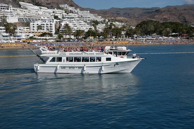 2-Hour Dolphin and Whale Watching in Gran Canaria - Who will enjoy this excursion most?