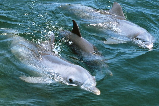 2-Hour Dolphin and Whale Watching in Gran Canaria - Booking, cancellation, and weather details