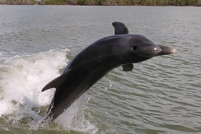 2 Hour Dolphin, Birding and Shelling Tour - Quick take: what makes this boat trip worthwhile