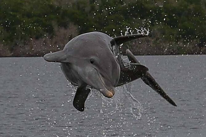 2 Hour Dolphin, Birding and Shelling Tour - Price, parking, and what to bring