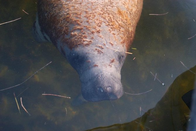 2 Hour Dolphin, Birding and Shelling Tour - Who should book this Naples-area excursion?