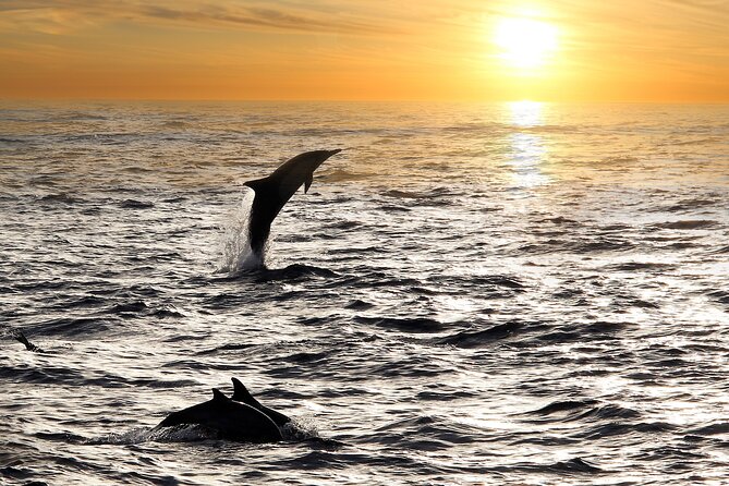 2-Hour Dolphin Guided Safari NP Brijuni from Fazana - Searching the Brijuni waters