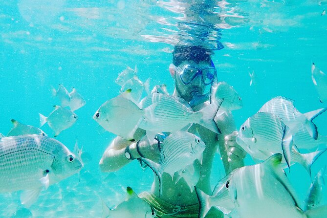2-Hour Dolphin Kayak & Snorkel Tour on the Broadwater - Wavebreak Island and the beach snorkel