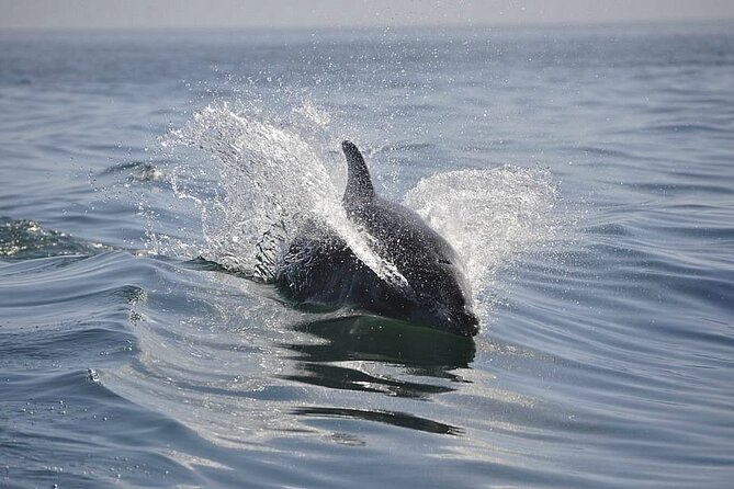 2 hour Dolphin Sightseeing Tour in Melbourne Florida - The chance to see manatees and other animals